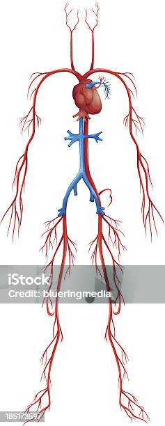 Ilustración de Sistema Circulatorio y más Vectores Libres de Derechos de Vena cava inferior - Vena cava inferior, Cuerpo humano, Aorta