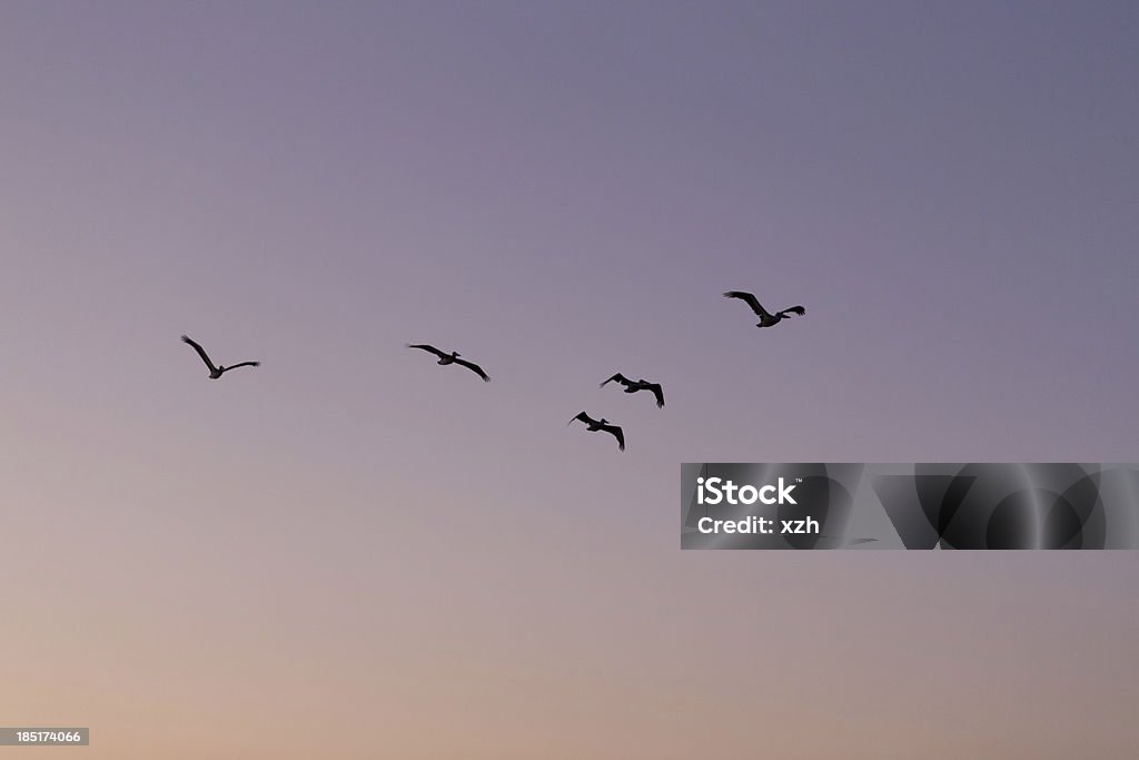 pelicons voar sobre - Royalty-free Animal Foto de stock