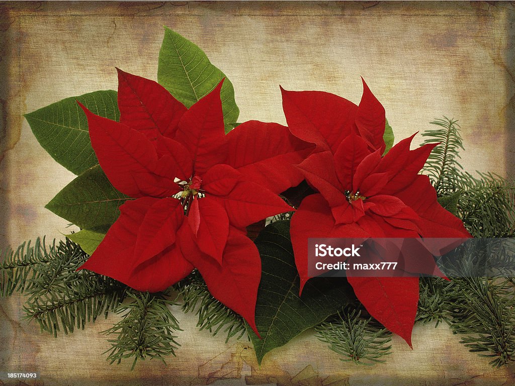 Weihnachtsstern-Blumen - Lizenzfrei Baum Stock-Foto