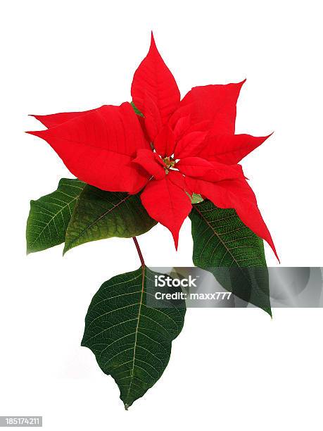 Foto de Flores Poinsettia e mais fotos de stock de Artigo de decoração - Artigo de decoração, Azevinho, Bico-de-Papagaio