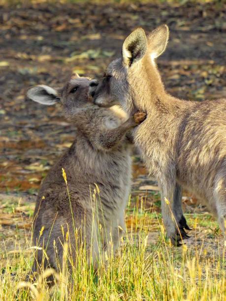 istock Mama Kangaroo and her Baby 1851749498