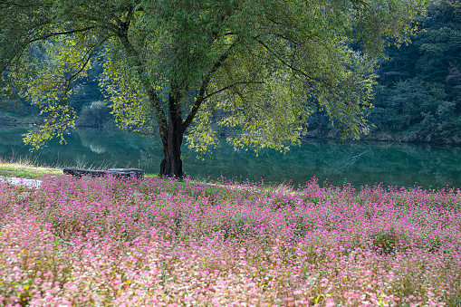 Landscape with red buckwheat fields