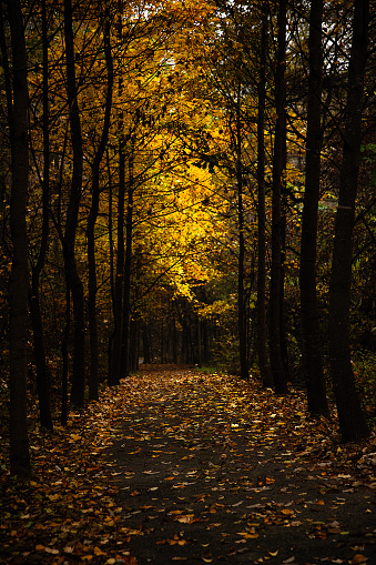 autumn forest road