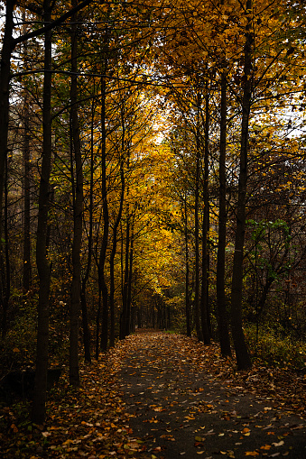 autumn forest road