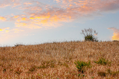 hill with reeds