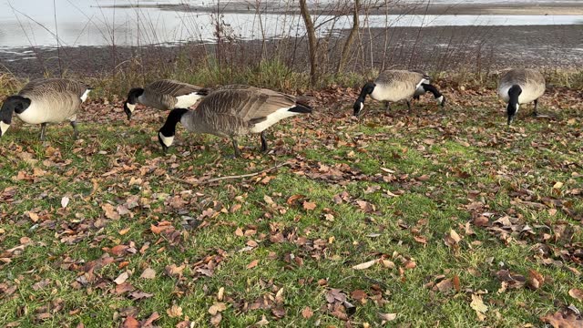 Geese at Lakeside