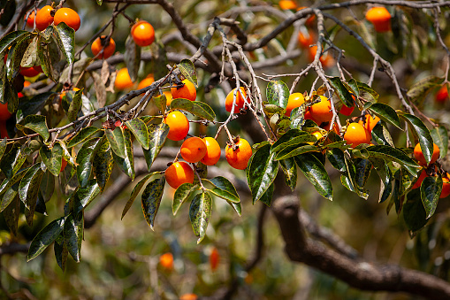 Ripe orange Korean persimmons on the tree againt the blue sky in autumn, South Korea