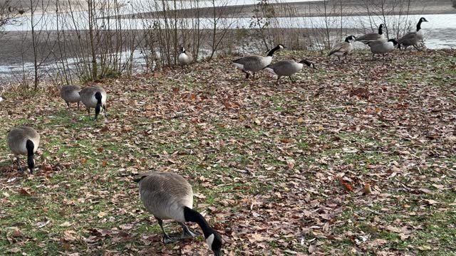 Geese is feeding at lakeside