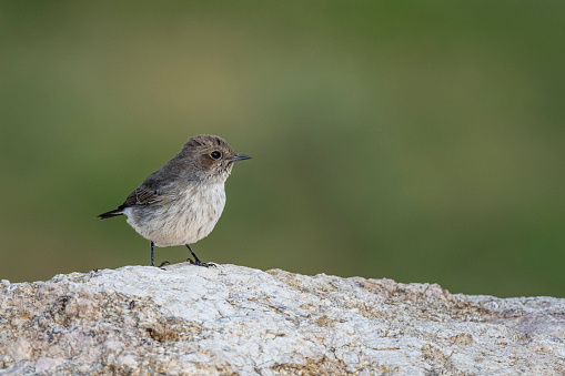 The Arabian wheatear, Oenanthe lugentoides. Asir Mountains, Saudi Arabia.