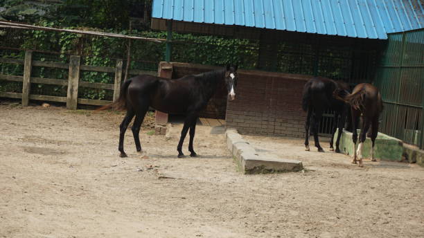 istock Brown Horse in the Dhaka zoo 1851761775