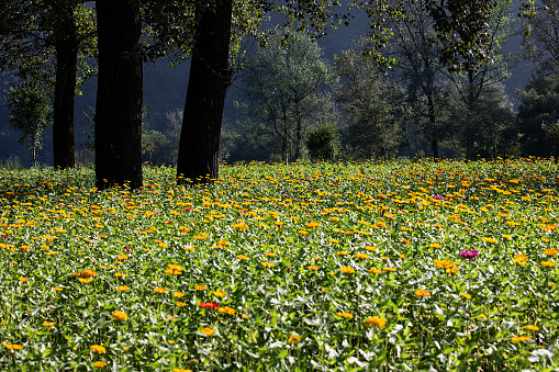 flower garden