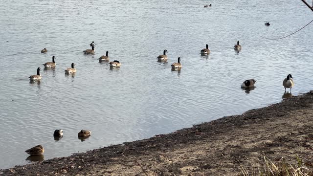 Geese and ducks near the lake