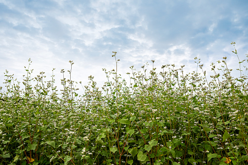 flower garden