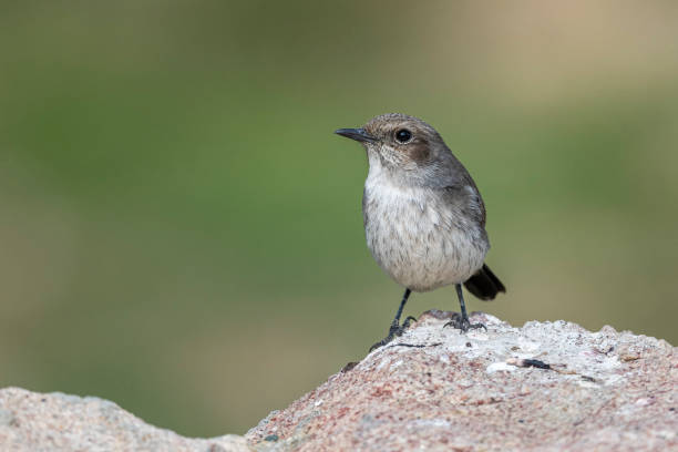 istock The Arabian wheatear, Oenanthe lugentoides. Asir Mountains, Saudi Arabia. 1851763381