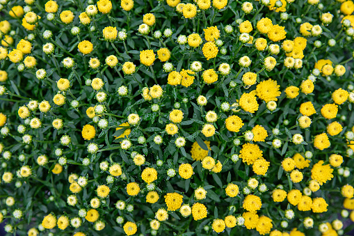 Euphorbia cyparissias flower in garden. Selective focus