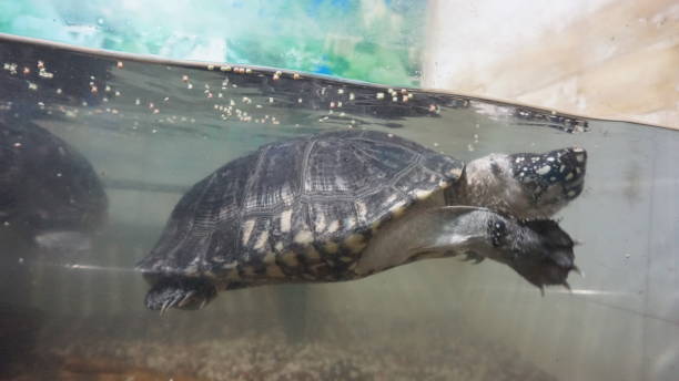 istock tortoise in aquarium 1851765494