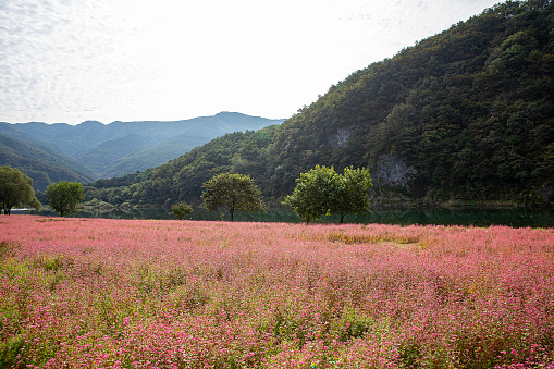 Landscape with red buckwheat fields