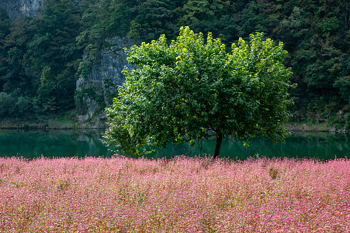 Landscape with red buckwheat fields