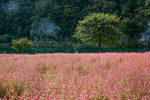 Landscape with red buckwheat fields