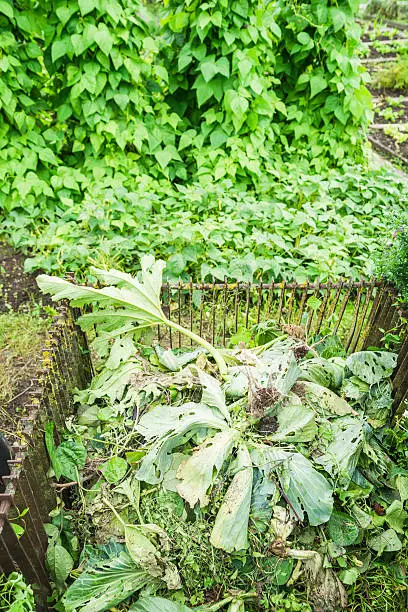 Compost bin in a vegetable garden patch with cabbage leaves