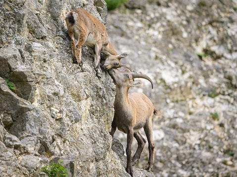 Two young alpine ibexes fighting on a rock face, cloudy day in an Austrian zoo