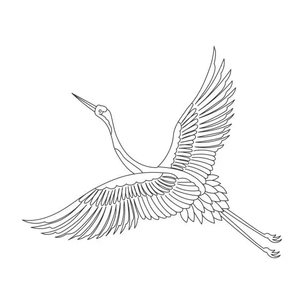 Vector illustration of Line art, crane, stork, flamingo, heron on a white background. Sketch. Outline drawing for coloring book