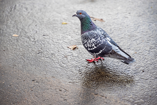 Pigeon on wet asphalt at Trafalgar Square, which is a famous place in the center of London which is known for its great number of pigeons