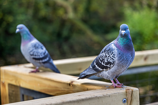 Two pigeons on a fence in Waterlow park in the suburbs to London, the capital of Great Britain