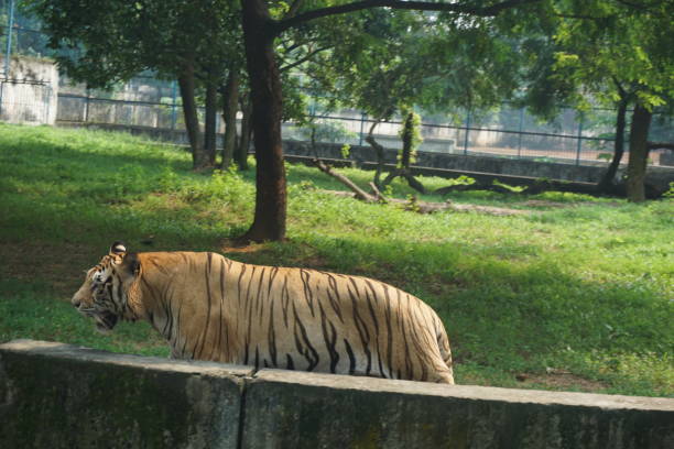 istock Dhaka zoo ROYAL BENGAL TIGER 1851784511