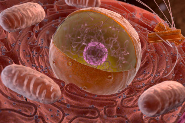 jądro komórki eukariotycznej - centriole zdjęcia i obrazy z banku zdjęć
