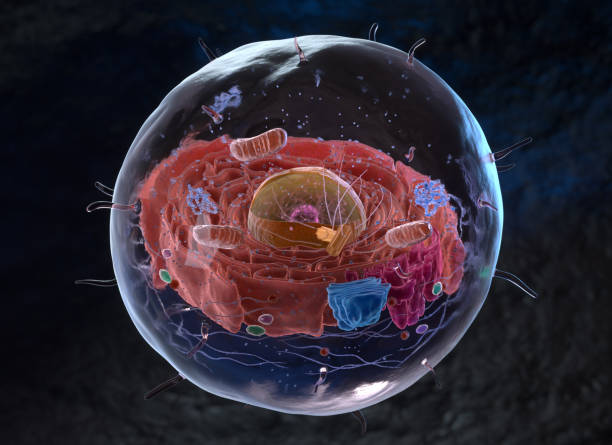 organelle wewnątrz komórki eukariotycznej lub eukariotycznej - centriole zdjęcia i obrazy z banku zdjęć