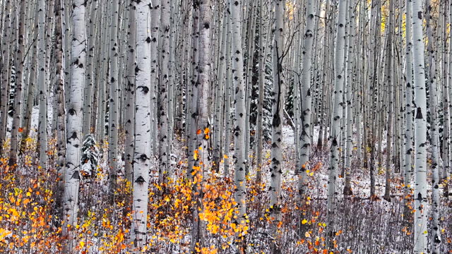 Aspen Tree Forest aerial cinematic drone Kebler Pass Crested Butte Gunnison Colorado seasons collide early fall aspen tree red yellow orange forest winter first snow powder Rocky Mountain right motion