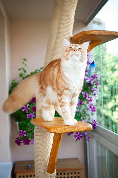 istock Maine Coon Kitten sitting on the scratching post 185179033