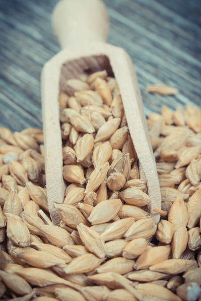 istock Wheat grain with wooden spoon on old rustic board. Agriculture concept 1851790418