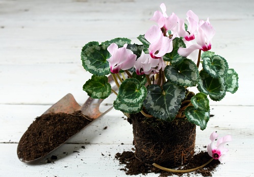 Transplanting of Cyclamen persicum, flower pot and a shovel with dirt on white wooden table.