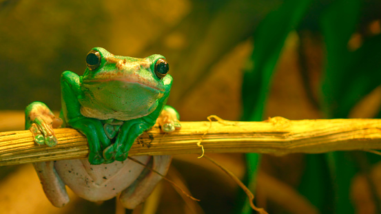 Beautiful green tropical frog looking, sitting on the stick.