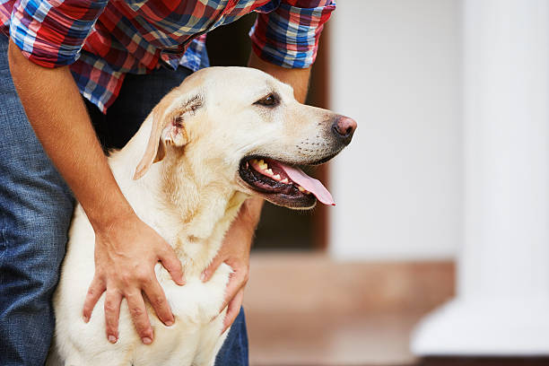 hombre con su perro - labrador amarillo fotografías e imágenes de stock