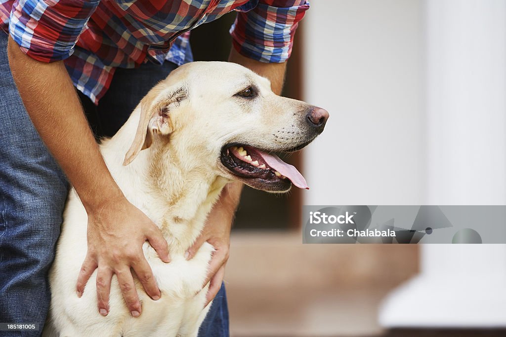 Mans hands reaching down holding his Labrador dog Man with his yellow labrador retriever Dog Stock Photo
