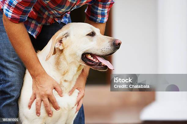 Mans Hands Reaching Down Holding His Labrador Dog Stock Photo - Download Image Now - Dog, Petting, Pets