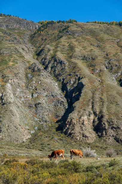istock Cows grazing on field by huge rocky mountains 1851811443