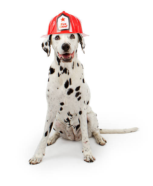 Dalmation dog wearing a red fireman hat A cute spotte Dalmation dog wearing a red fireman hat sitting down on a white background. dalmatian dog photos stock pictures, royalty-free photos & images