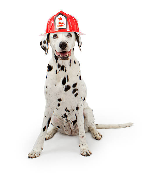 dalmation cão vestindo um chapéu vermelho de bombeiros - dálmata - fotografias e filmes do acervo