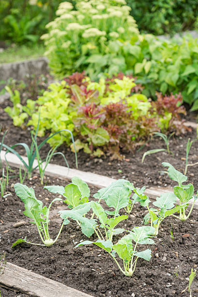istock White Kohlrabi Plants 185181357