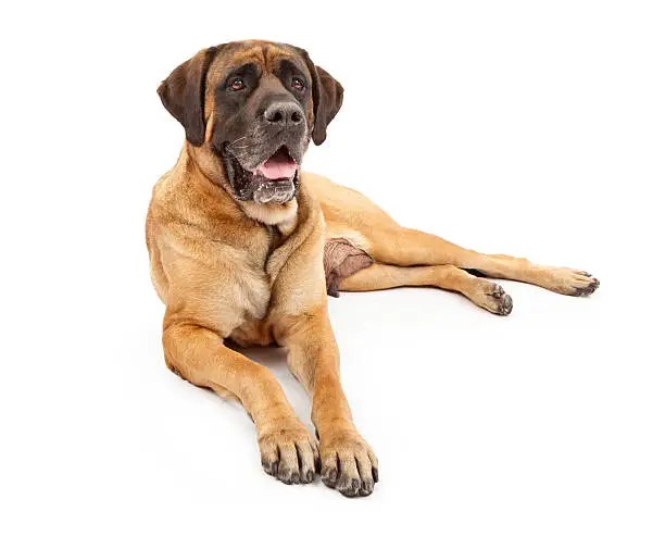 A beautiful female four year old apricot color English Mastiff dog laying down against a white backdrop