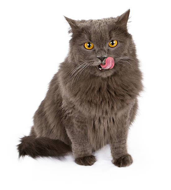 istock Gray cat with tongue out isolated on white 185181558