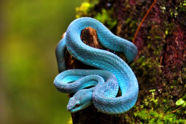 istock blue viper snake in the forest 1851816310