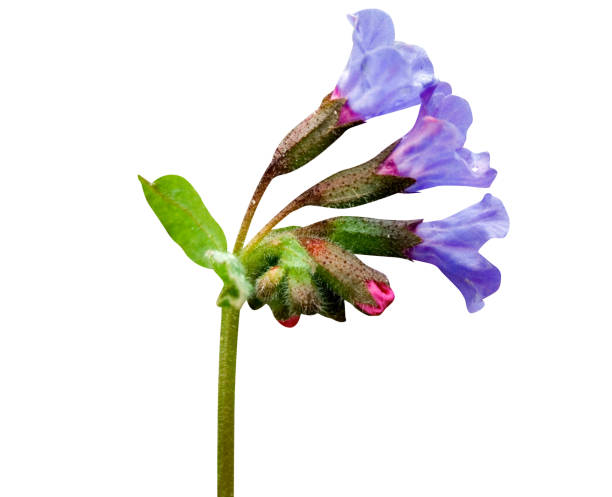 Медуница цветок Медуница цветок