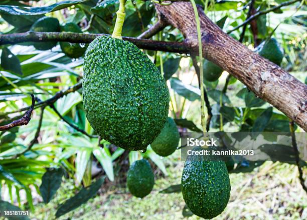 Foto de Abacate Cresce Em Árvore e mais fotos de stock de Abacate - Abacate, Abacate Hass, Alimentação Saudável