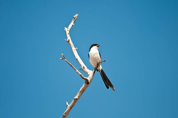 istock long-tailed fiscal shrike on a branch 185182048