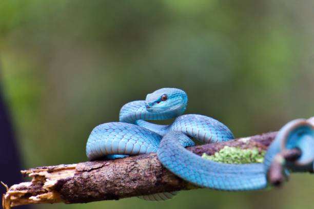 istock blue viper snake in the forest 1851823376